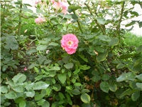 9fc245ea-Picture 547.jpg